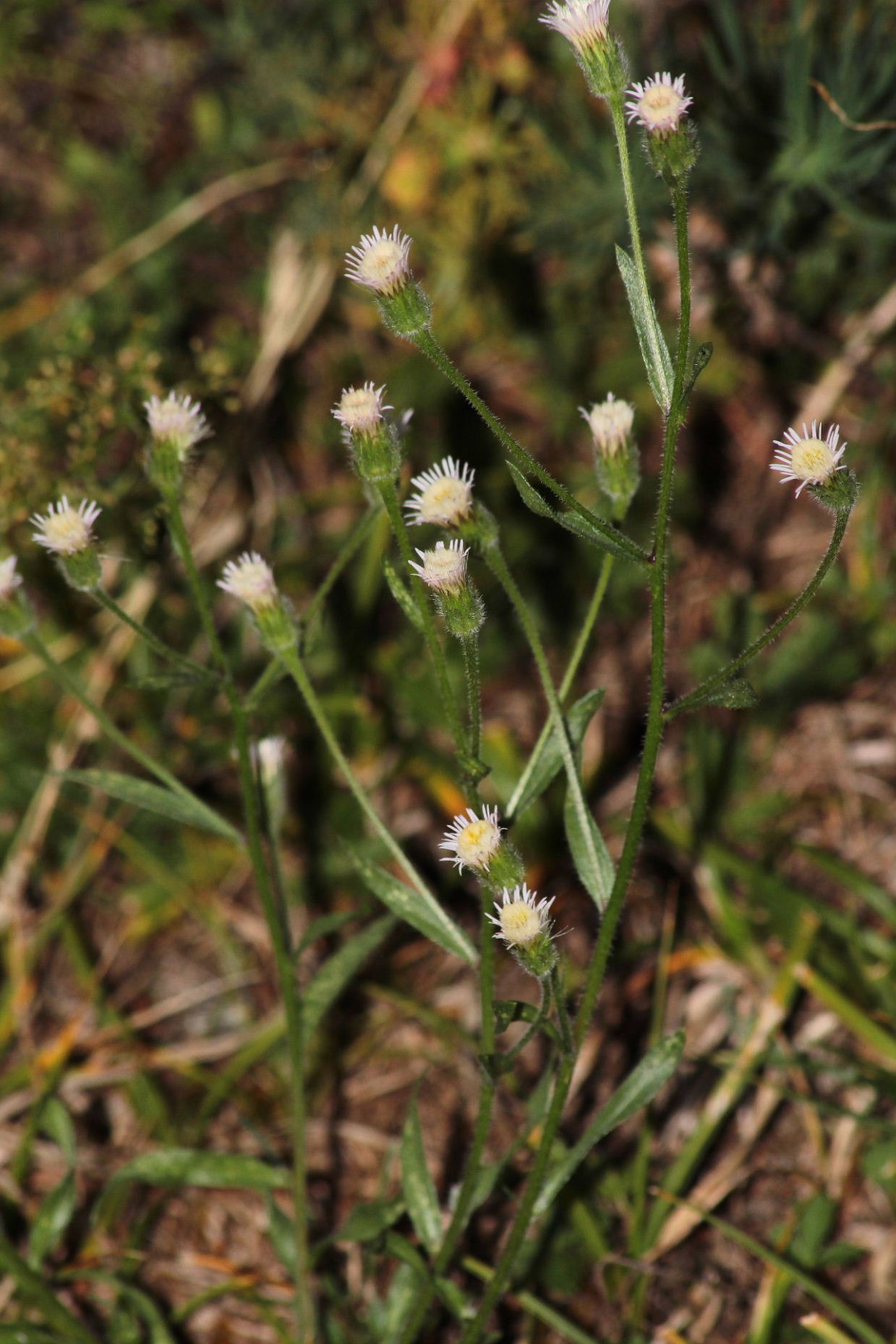 Erigeron acris / Cespica acre